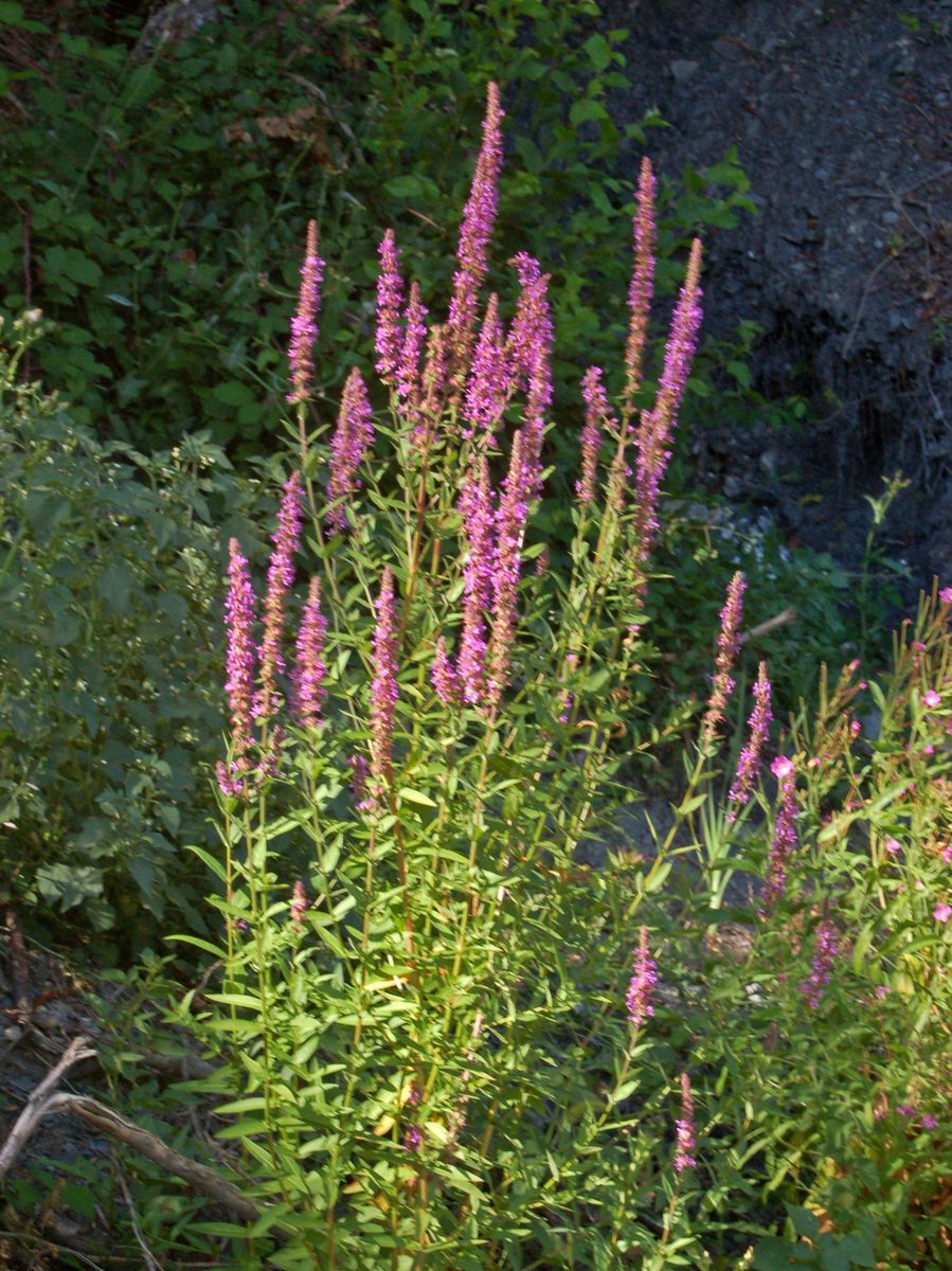 Lythrum salicaria